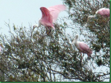 Myakka with Carrie (157)
