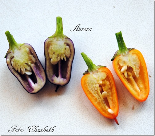 Chili 2012 091