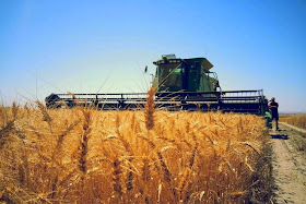 http://www.abc.net.au/news/2015-03-19/rural-crops-grain-genetic-modification-policy-trials-research/6331718