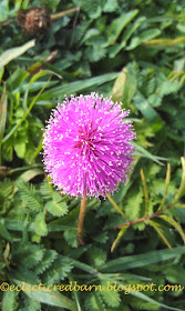 Eclectic Red Barn: Tiny pink wild flower