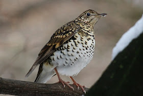 White's Thrush