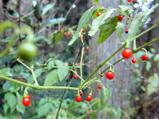 Tubocapsicum anomalum