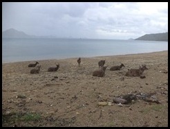 Indonesia, Komodo Island, 8 January 2013 (5)