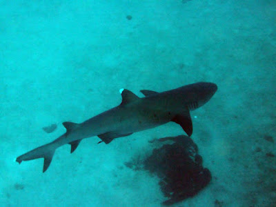 White tip reef shark, the close up