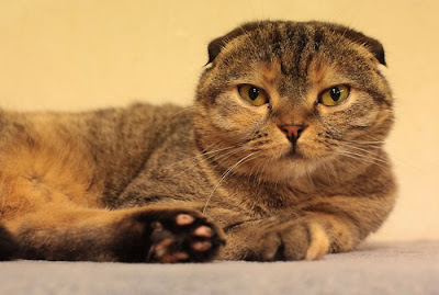 Tokyo's Cat Cafe Seen On  www.coolpicturegallery.us