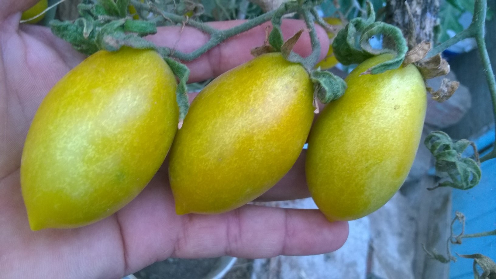 The first variety to reach Europe was yellow in color, since in Spain and Italy they were known as pomi doro, meaning yellow apples. Italy was the first to embrace and cultivate the tomato outside South America.