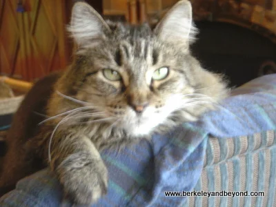 Maine Coon cat, Polly