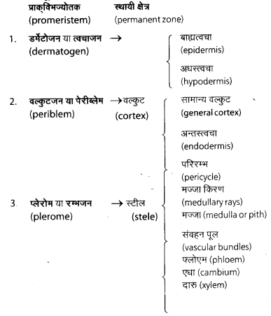 Solutions Class 11 जीव विज्ञान Chapter-6 (पुष्पी पादपों का शारीर)