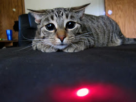 cat loves red dot, funny cat photos