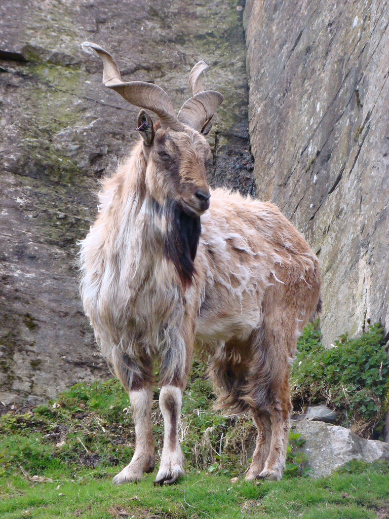 Markhor