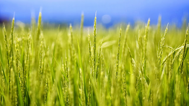 Rice plants HD Wallpaper