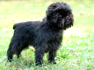 Affenpinscher Monkey Terrier