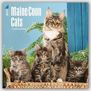 Maine Coon Cats - Hundekatzen 2017 - 18-Monatskalender: Original BrownTrout-Kalender [Mehrsprachig] [Kalender] (Wall-Kalender)