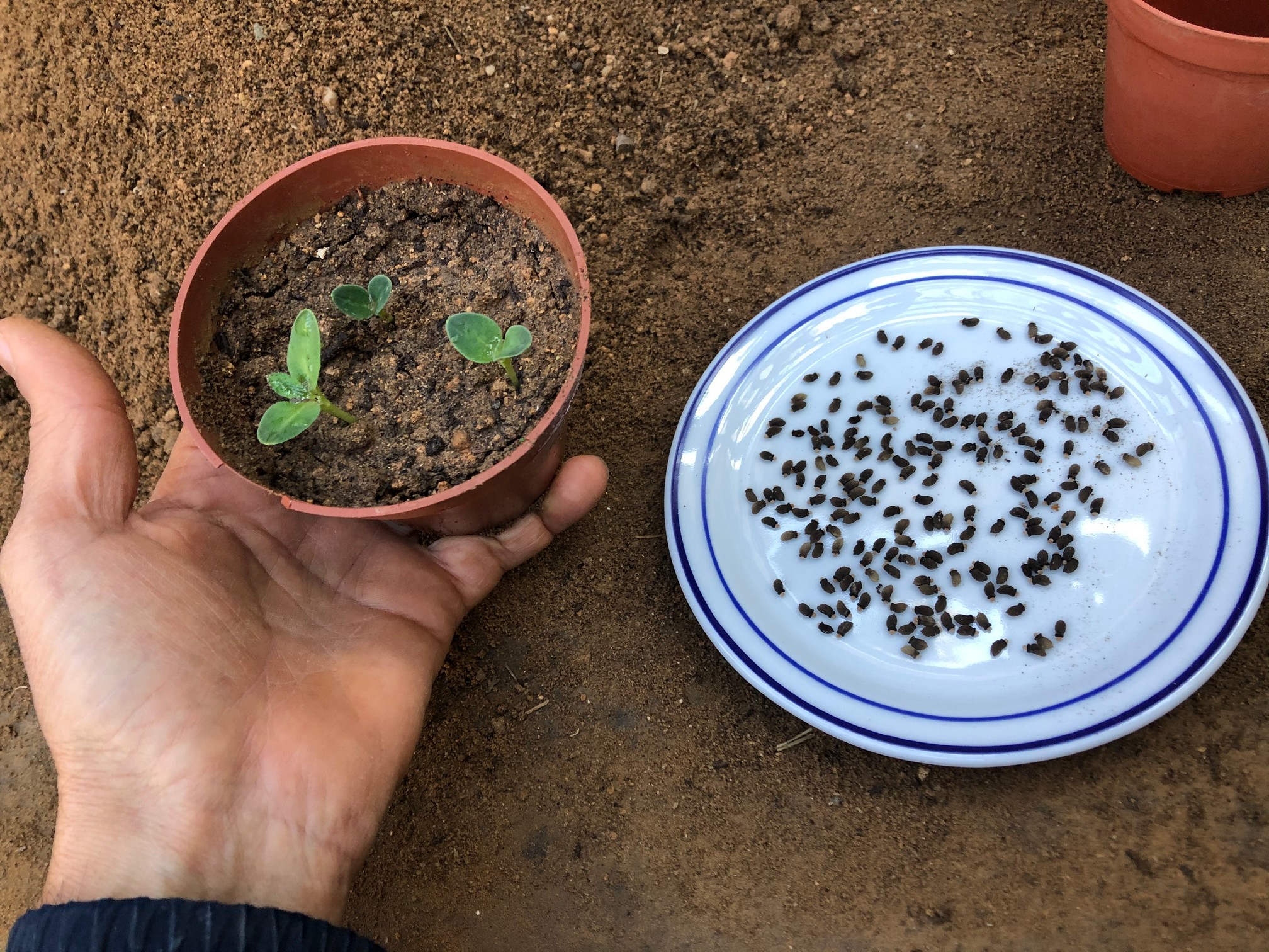 Ready to embark on a botanical adventure? Join me in this step-by-step guide on 'Starting  Borage Indoors'! Discover the secrets to cultivating this vibrant herb from the comfort of your home.