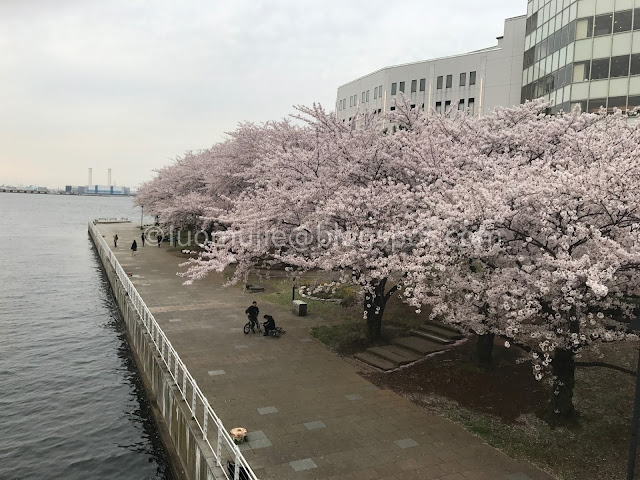 Japan cherry blossoms