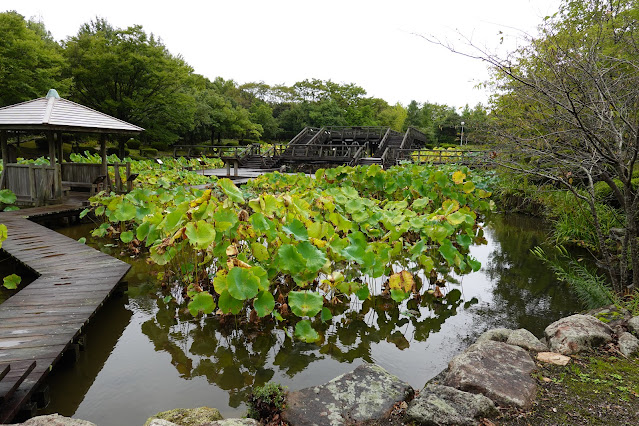 鳥取県米子市淀江町福岡　伯耆古代の丘公園　古代ハスの園