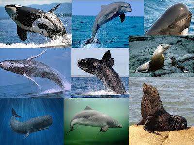 Resultado de imagen para mamiferos marinos de mexico