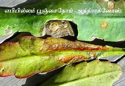 Epiphyllum Plant Anthracnose