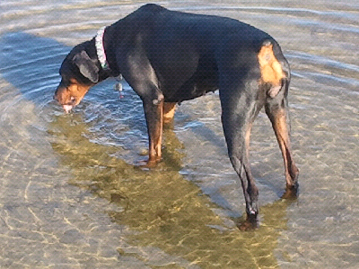 Duchess Drinking in Clear Lake Cell Photo by Trisha Field