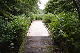 辰ノ口親水公園紫陽花園2020