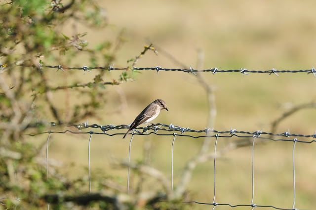 Spotted Flycatcher at Adder Alley Pulborough Brooks