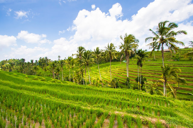 Risaie di Jatiluwih-Bali