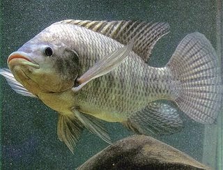  Cara Perkembangbiakan Ikan Nila shofasinda