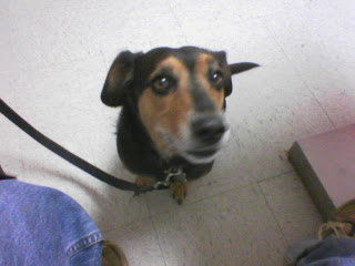 Rudy at the vet