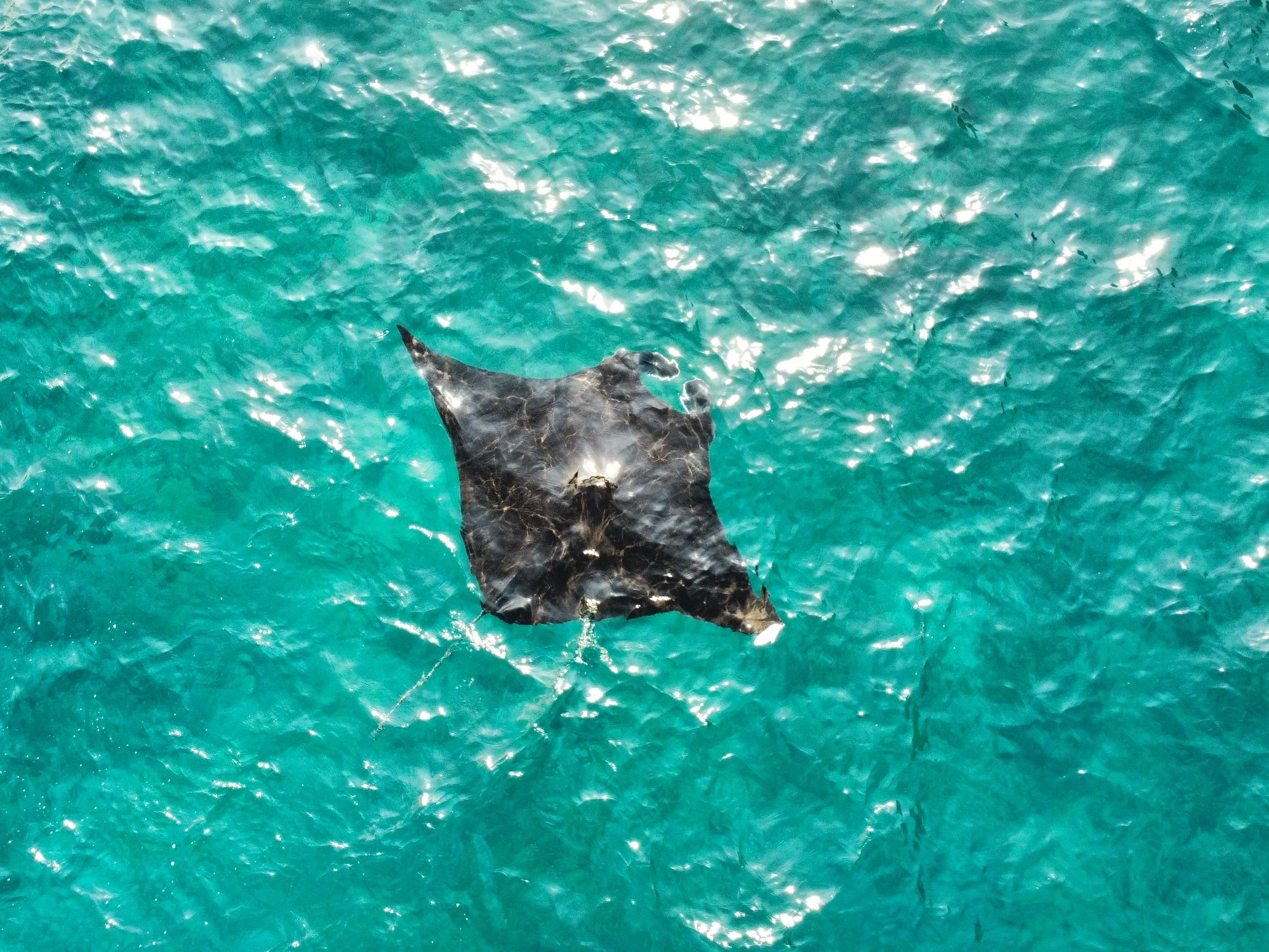 Manta Bay Broken Beach Nusa penida