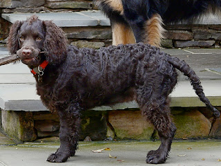 American Water Spaniel (2)