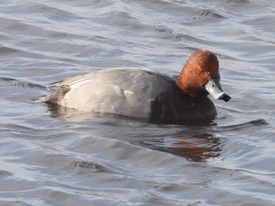 Redhead ducks typically stand