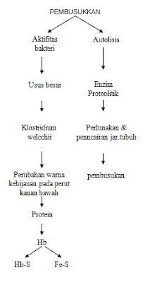 proses-pembusukan-mayat