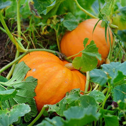 Zucca per Oshun