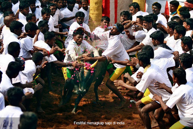 Salah satu atraksi menagkap dan memandikan sapi dengan kembang di india