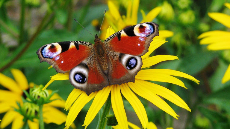 Butterfly HD Wallpaper 9