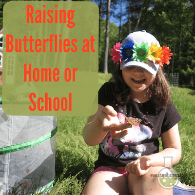 Raising Butterflies at Home or School