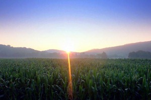 grainmarketnews_corn2_001