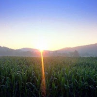 Corn, Soybeans Called To Open Higher On Hot, Dry Weather In U.S.