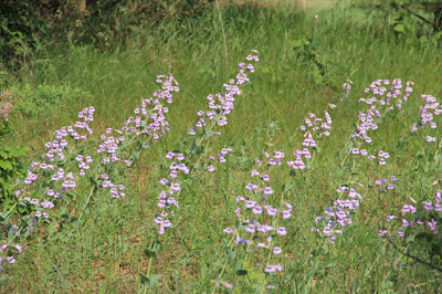 beardtongue (Penstemon grandiflorus)