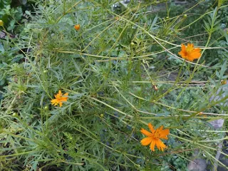 Orange Cosmos plant