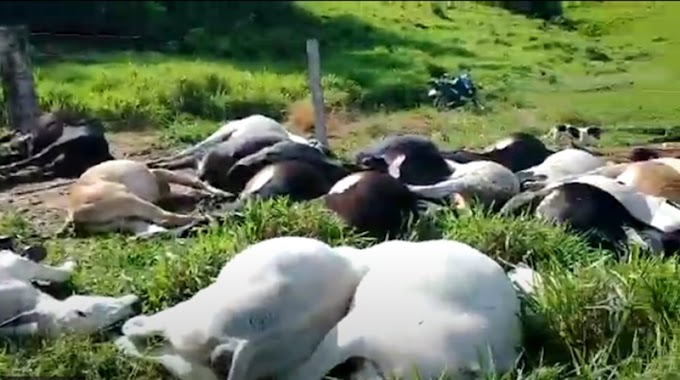 Raio atinge pastagem e mata mais de 30 cabeças de gado em Rondônia