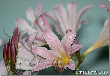 Lily_Resurrection_Lycoris squamigera