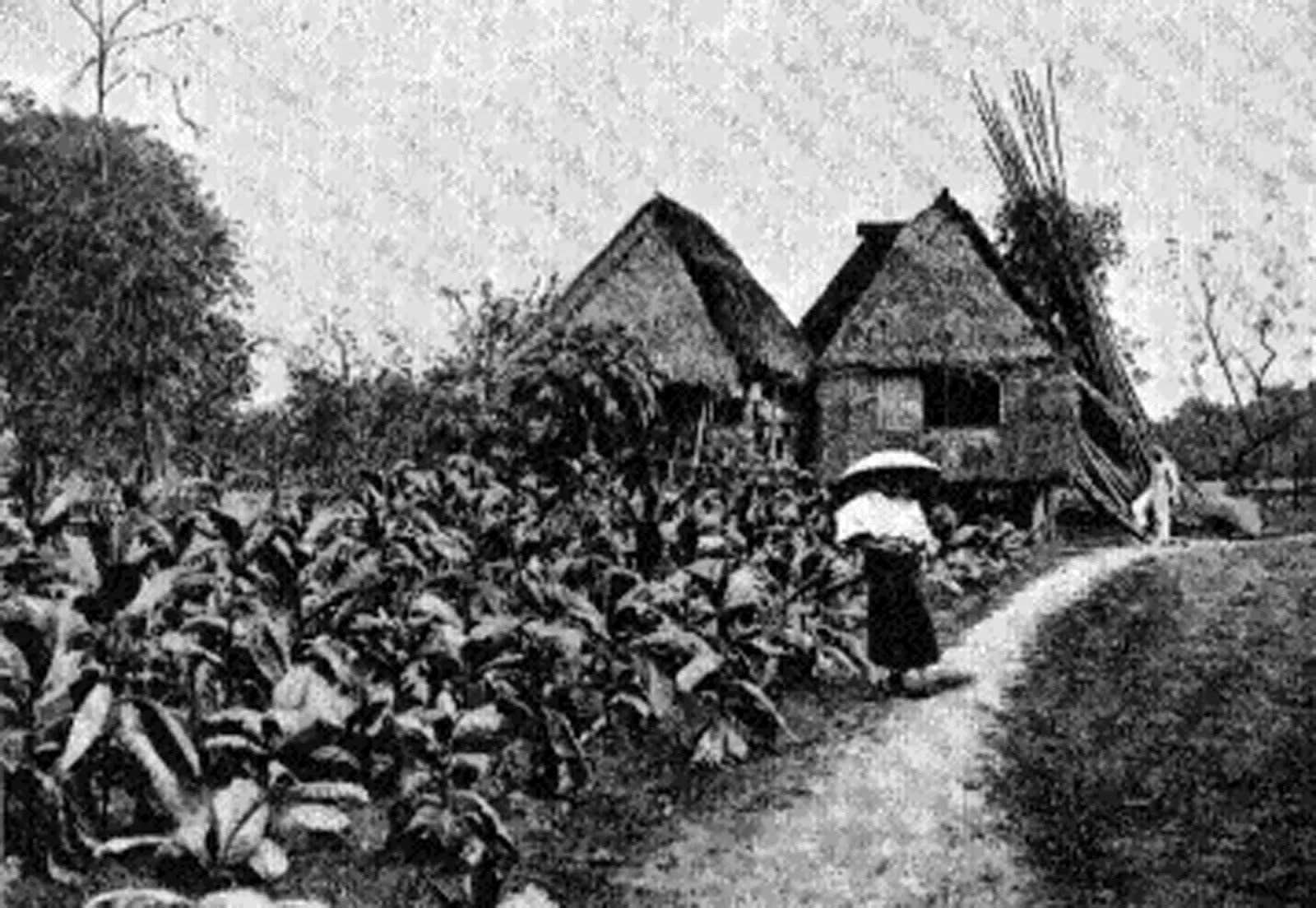 Philippine farm American era