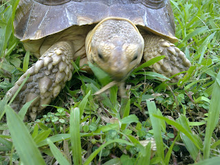 geochelone,sulcata,tortoise,cute sulcata eating,cute tortoise eating,sulcata eating flowers,tortoise eating flowers,sulcata diet,tortoise diet,tortoise caresheet,Philippines,Malaysia,Japan,Vietnam,United States,US,United Kingdom,UK,Russia,Germany,Greece,cute pet,happy tortoise,funny tortoise,funny sulcata,funny turtle,cute sulcata,cute tortoise,sulcata proper diet,blogspot,blogspot.com,Tortoise Trust,sulcata grazing on grass,tortoise grazing on grass