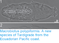 http://sciencythoughts.blogspot.co.uk/2017/06/macrobiotus-polypiformis-new-species-of.html