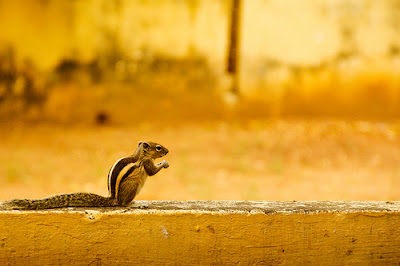 Squirrel – 3 by Natesh Ramasamy