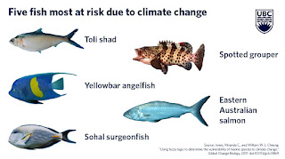 five fish most at risk due to climate change, fish, spotted grouper, yellow bar angelfish, eastern Australian salmon, sohol surgeonfish