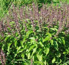 Holy Basil Health Benefits