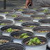 Growing Sweet Basil at a Greenhouse | The Easiest Herb to Grow