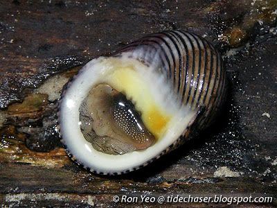 Articulate Nerite (Nerita articulata)